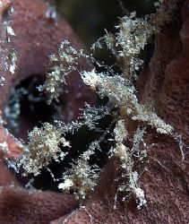 Tiny soft coral spider crab taken at Ras Caty on a night ... by Nikki Van Veelen 
